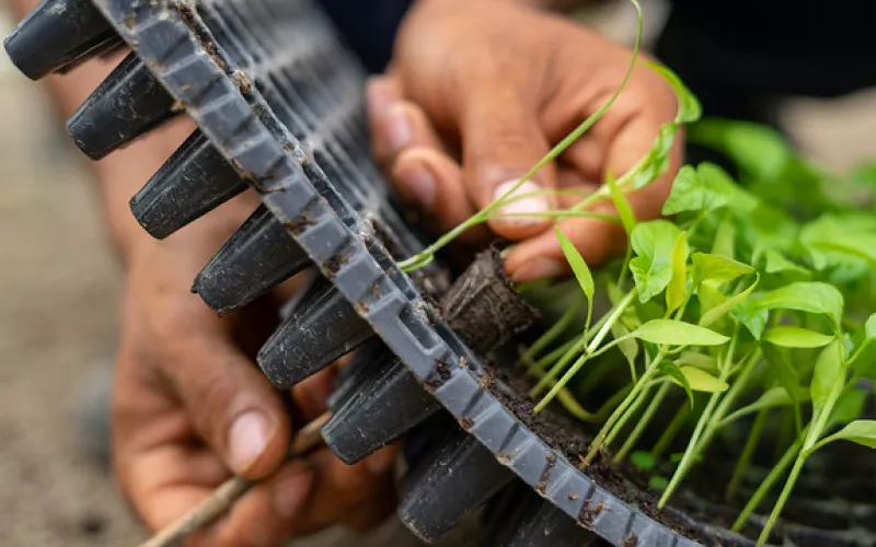Hands holding a tray of young green plants.