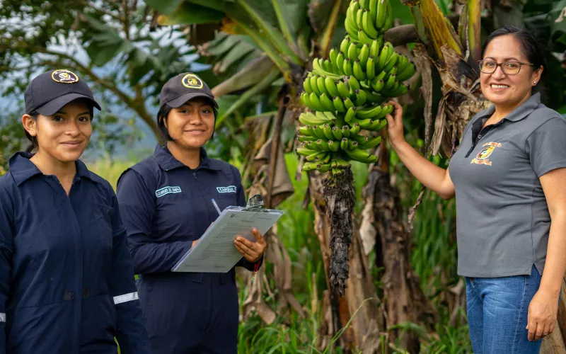 Three women stand in a banana grove, smiling warmly. One holds a clipboard, while another gestures towards a large cluster of green bananas.