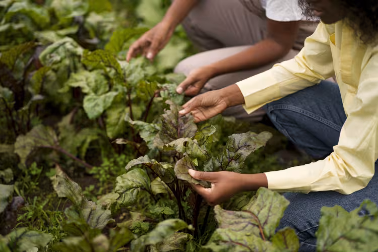 Two women crouching in a garden, inspecting green leafy plants with their hands.