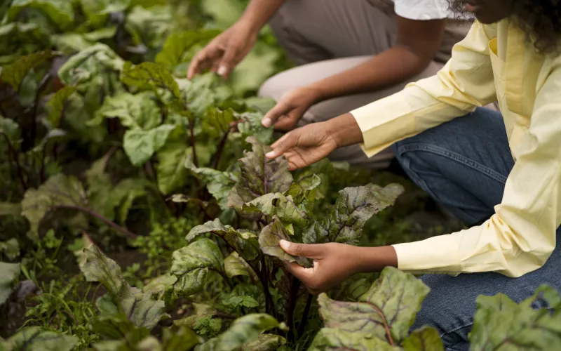 Two women crouching in a garden, inspecting green leafy plants with their hands.
